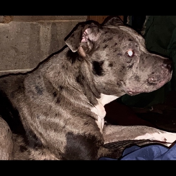 Meet your Posher, Dawn - Picture 1 of 1